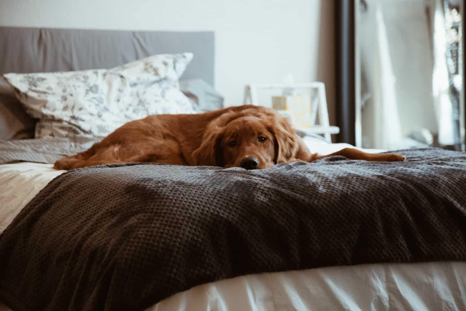 Hund auf Bett