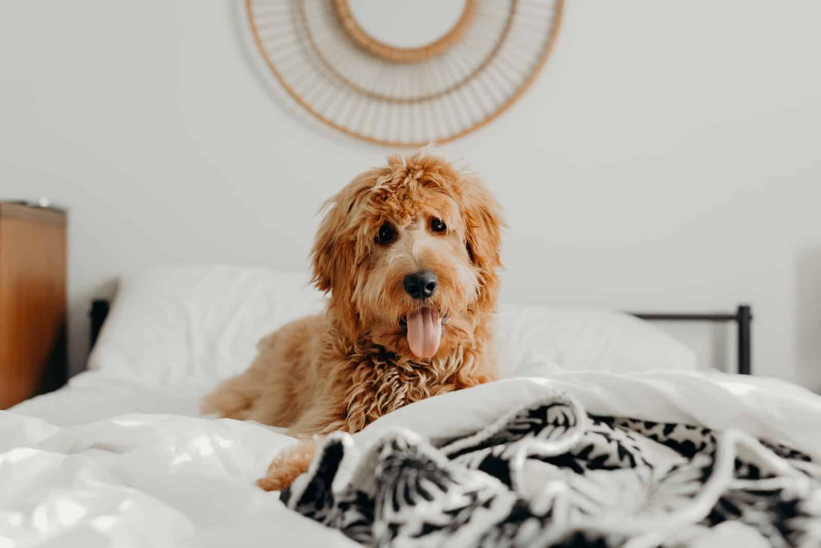 short-coated brown dog on bed