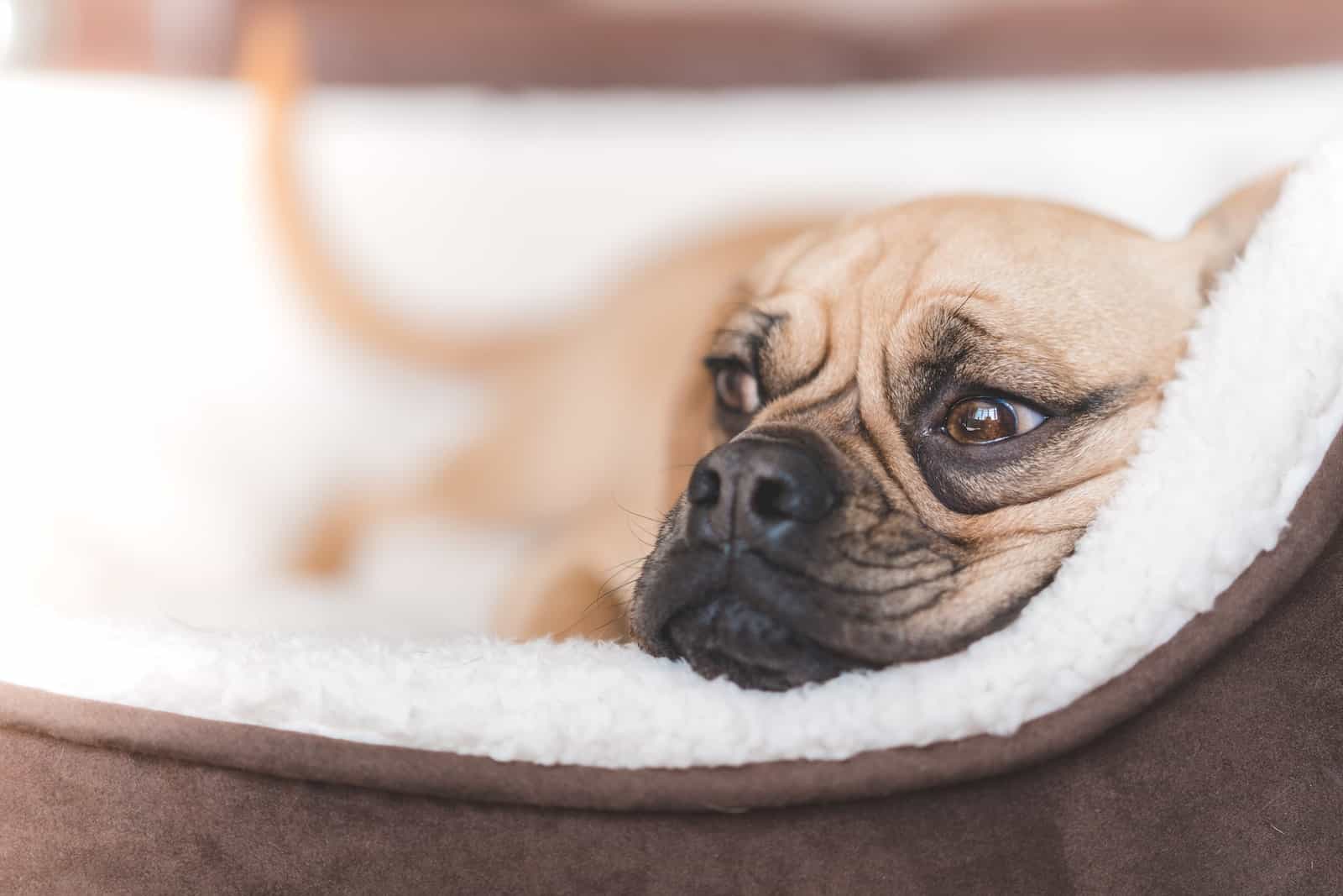 short-coated fawn dog lying on brown pet bed