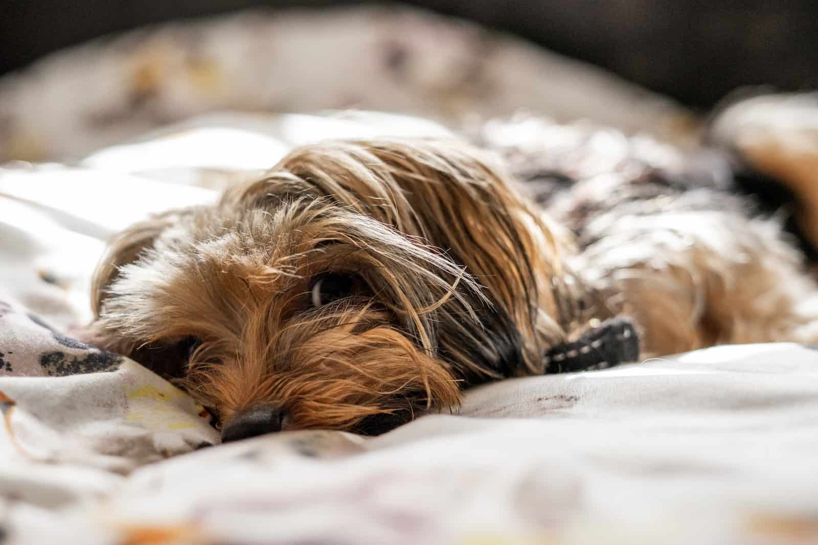 brown and black yorkshire terrier lying on white textile